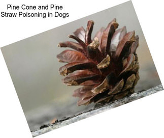 Pine Cone and Pine Straw Poisoning in Dogs
