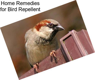 Home Remedies for Bird Repellent
