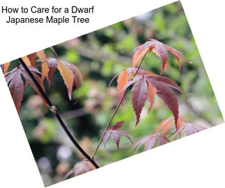 How to Care for a Dwarf Japanese Maple Tree
