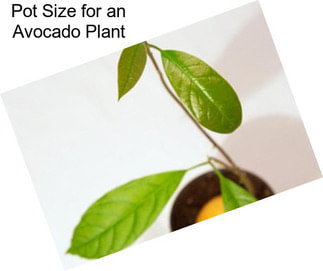 Pot Size for an Avocado Plant