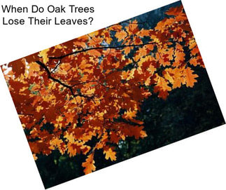 When Do Oak Trees Lose Their Leaves?