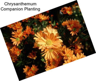 Chrysanthemum Companion Planting