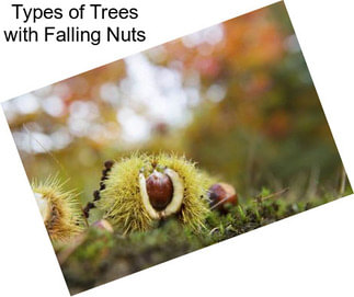 Types of Trees with Falling Nuts