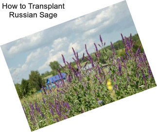 How to Transplant Russian Sage