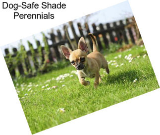 Dog-Safe Shade Perennials