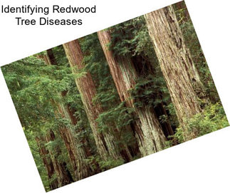 Identifying Redwood Tree Diseases