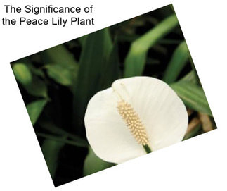 The Significance of the Peace Lily Plant