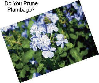 Do You Prune Plumbago?