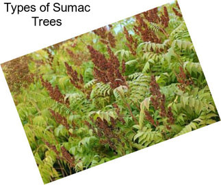 Types of Sumac Trees