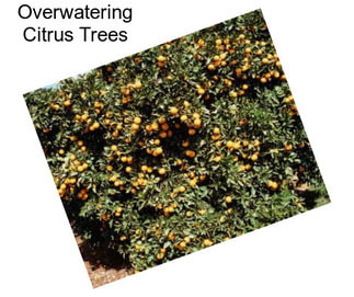 Overwatering Citrus Trees