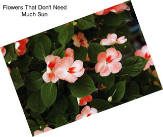 Flowers That Don\'t Need Much Sun