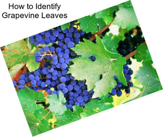 How to Identify Grapevine Leaves