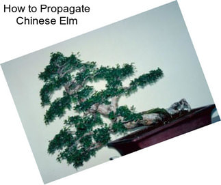 How to Propagate Chinese Elm