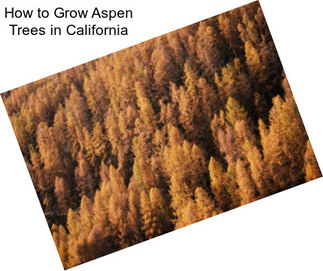 How to Grow Aspen Trees in California