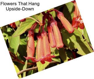 Flowers That Hang Upside-Down