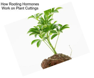 How Rooting Hormones Work on Plant Cuttings