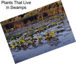 Plants That Live in Swamps