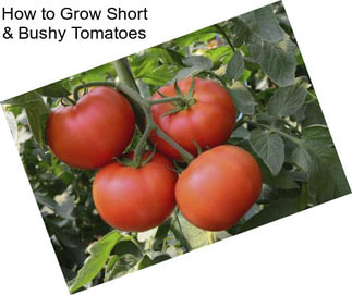 How to Grow Short & Bushy Tomatoes