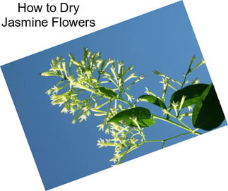How to Dry Jasmine Flowers