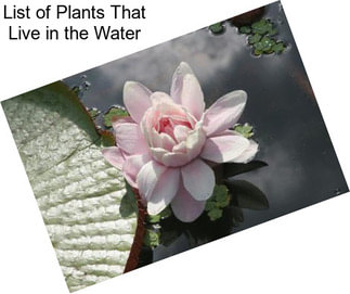 List of Plants That Live in the Water