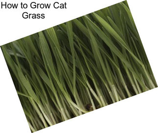 How to Grow Cat Grass