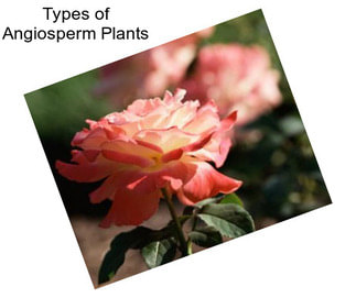 Types of Angiosperm Plants