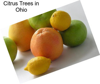 Citrus Trees in Ohio