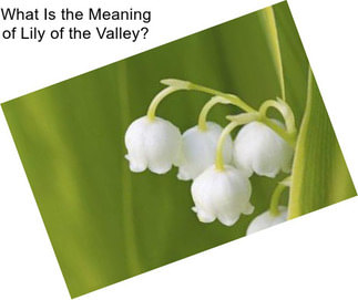 What Is the Meaning of Lily of the Valley?