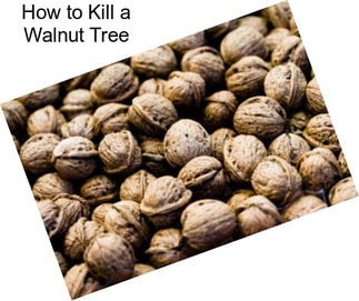 How to Kill a Walnut Tree