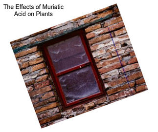 The Effects of Muriatic Acid on Plants