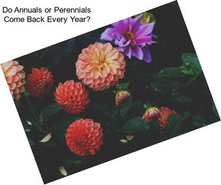 Do Annuals or Perennials Come Back Every Year?