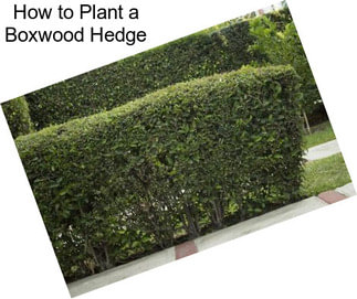 How to Plant a Boxwood Hedge