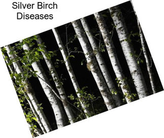 Silver Birch Diseases