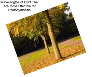 Wavelengths of Light That Are Most Effective for Photosynthesis