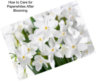 How to Care for Paperwhites After Blooming