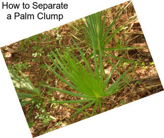 How to Separate a Palm Clump