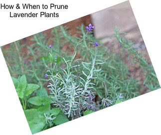 How & When to Prune Lavender Plants