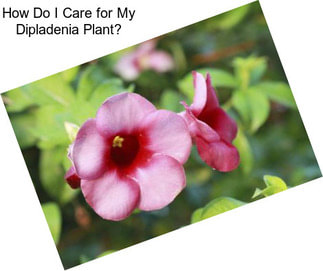 How Do I Care for My Dipladenia Plant?