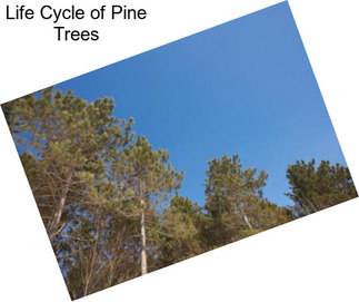 Life Cycle of Pine Trees