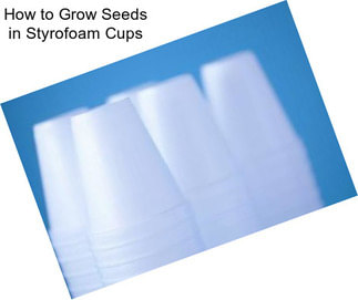 How to Grow Seeds in Styrofoam Cups
