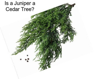 Is a Juniper a Cedar Tree?