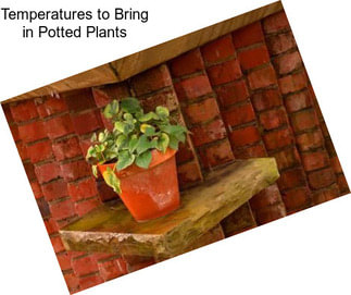 Temperatures to Bring in Potted Plants