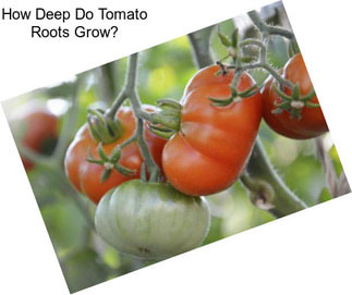 How Deep Do Tomato Roots Grow?