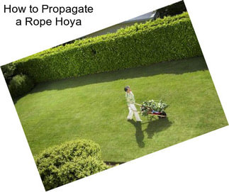 How to Propagate a Rope Hoya