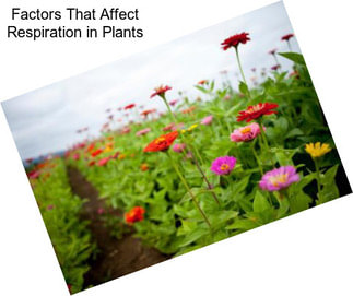 Factors That Affect Respiration in Plants