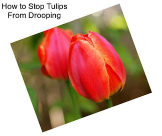 How to Stop Tulips From Drooping