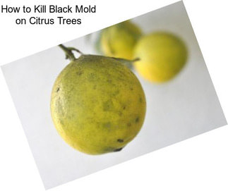 How to Kill Black Mold on Citrus Trees