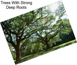 Trees With Strong Deep Roots