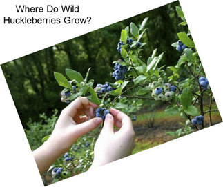 Where Do Wild Huckleberries Grow?