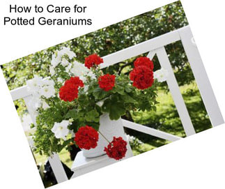 How to Care for Potted Geraniums